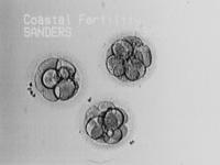 3/31/05
Those are some good looking embryos